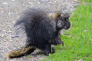 porcupine
